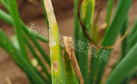 大葱干尖打什么药？大葱干尖病害治疗方法？