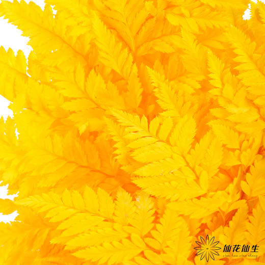 永生花材 ｜ 高山羊齿银杏黄 商品图4
