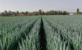 大葱种植常见问题，找准原因好解决