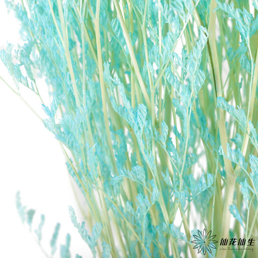 永生花材 ｜ 情人草海盐蓝 商品图2