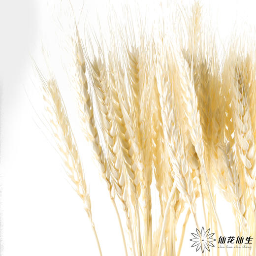 永生花材 ｜ 麦子皓月白 商品图3
