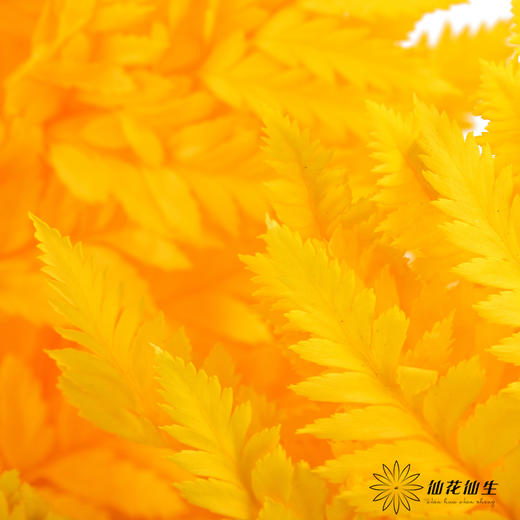 永生花材 ｜ 高山羊齿银杏黄 商品图3