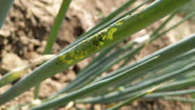 大葱虫害防治误区以及注意事项