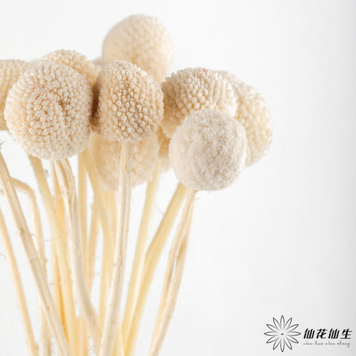 永生花材 ｜ 黄金球皓月白 商品图1
