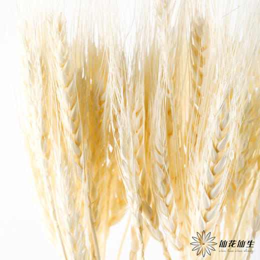 永生花材 ｜ 麦子皓月白 商品图2