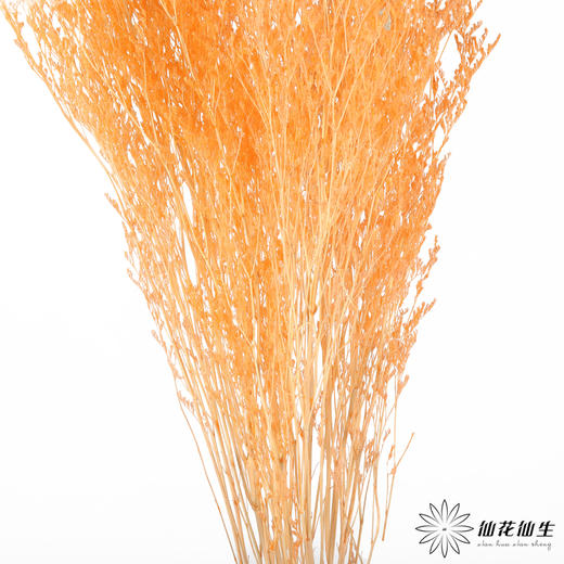 永生花材 ｜ 情人草橘子汽水 商品图1