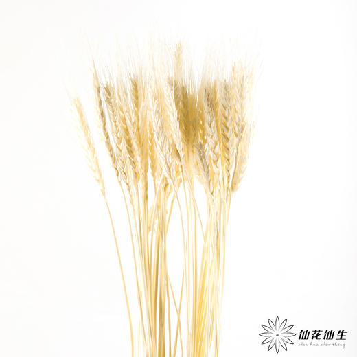 永生花材 ｜ 麦子皓月白 商品图5