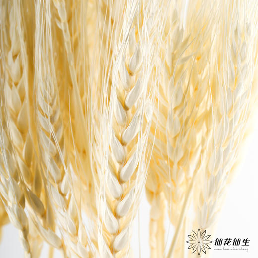 永生花材 ｜ 麦子皓月白 商品图4