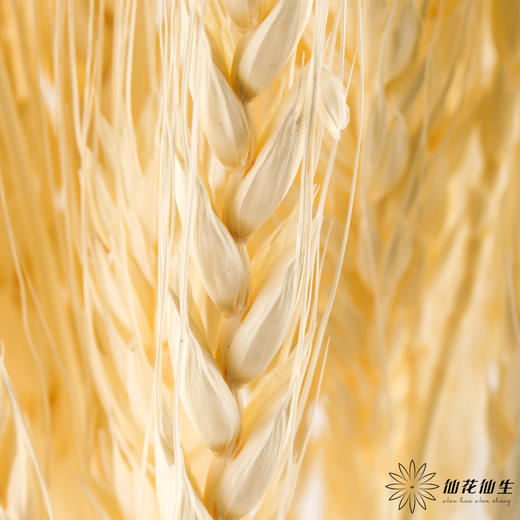 永生花材 ｜ 麦子皓月白 商品图1