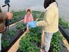 阿林有机草莓3斤装 商品缩略图5