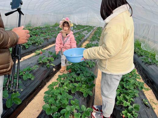 阿林有机草莓3斤装 商品图5