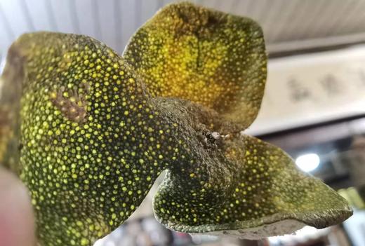 2021年12年老树二红皮·新会东甲（直面茶） 商品图3