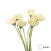 非洲菊 ｜ 威尼斯 商品缩略图4