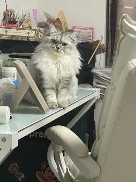 猫咪应激是什么情况