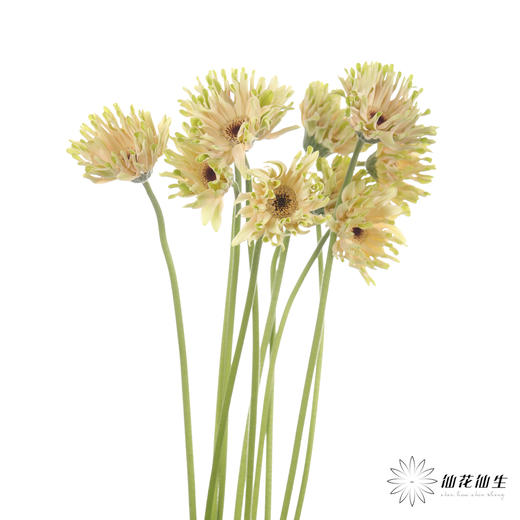 非洲菊 ｜ 威尼斯 商品图1