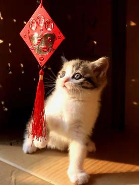 猫咪为啥打呼噜？