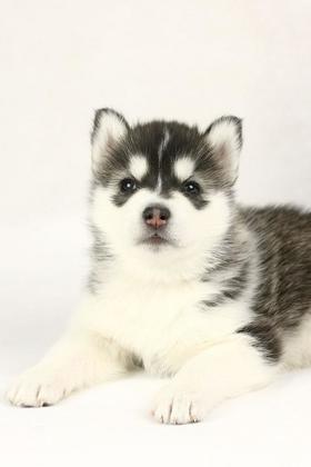 狗狗脱毛原因浅析