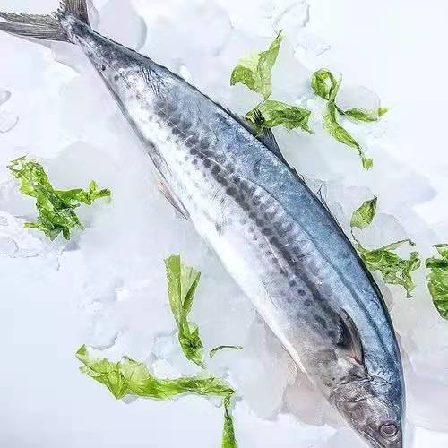 燕鲅鱼（整个出售，以实际重量为准，多退少补） 商品图0