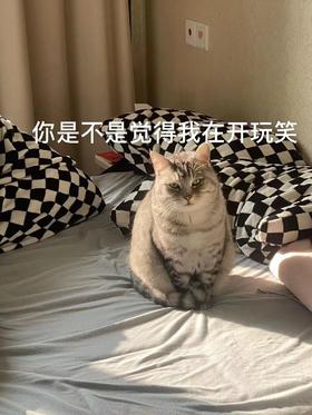🐱主子为啥不埋屎？