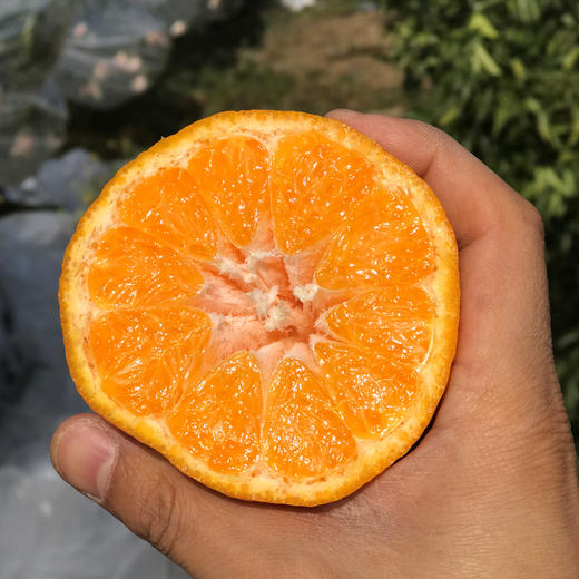 橘粹 · 两弹橙粑粑柑当季橘子水果现摘现发礼盒装包邮 商品图3