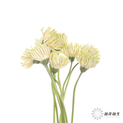 非洲菊 ｜ 威尼斯 商品图3
