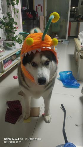 狗狗为什么突然干咳？