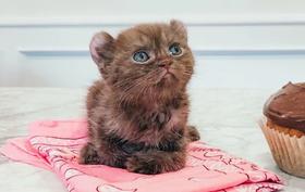 猫咪腹泻怎么办？