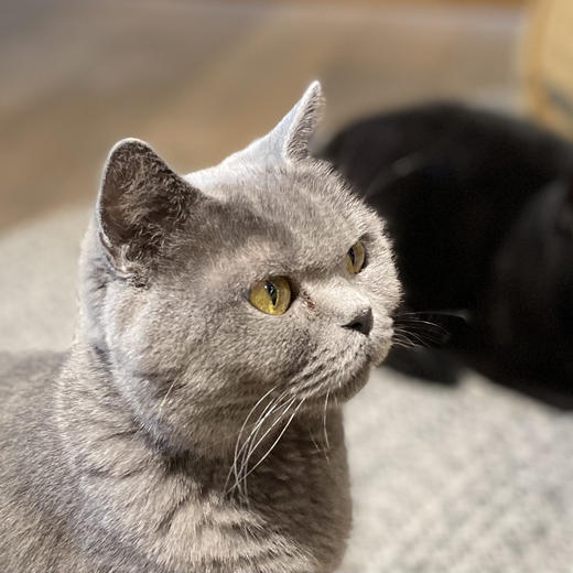 虎虎燕麦饼干 商品图0