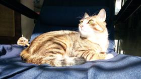 关于🐱毛球症，铲屎官应知应会