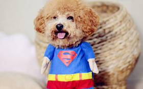 狗狗如何预防泌尿系统疾病