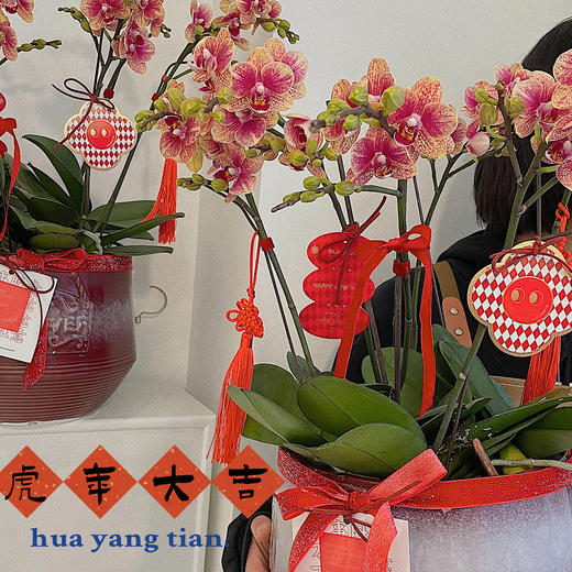 虎年大吉  蝴蝶兰盆 · 盆栽 商品图1