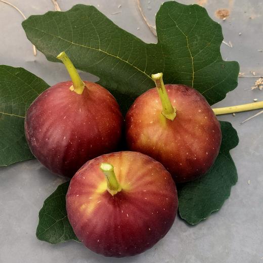 云南露天老树紫皮无花果新鲜3斤现摘现发树上的糖包子整箱包邮