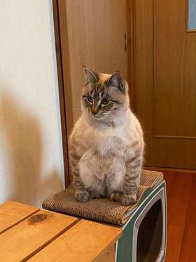 通过猫咪便便查看身体状况