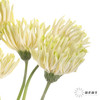 非洲菊 ｜ 威尼斯 商品缩略图2