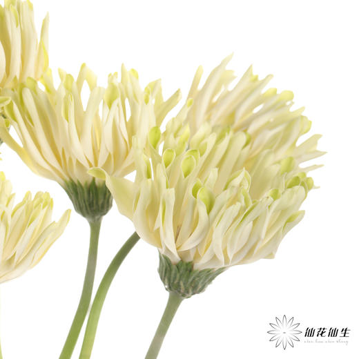 非洲菊 ｜ 威尼斯 商品图2