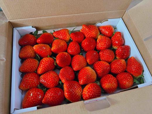 阿林有机草莓3斤装 商品图3