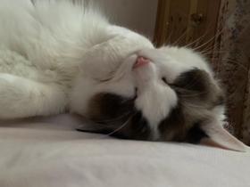 猫咪需要多少陪伴