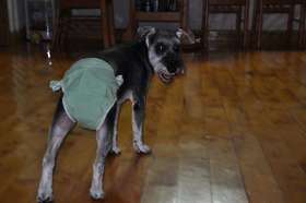 狗狗来大姨妈怎么办