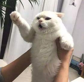 猫咪食欲不振的原因