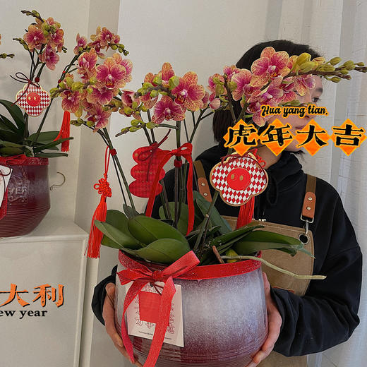 虎年大吉  蝴蝶兰盆 · 盆栽 商品图0