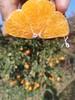 橘粹 · 两弹橙粑粑柑当季橘子水果现摘现发礼盒装包邮 商品缩略图5