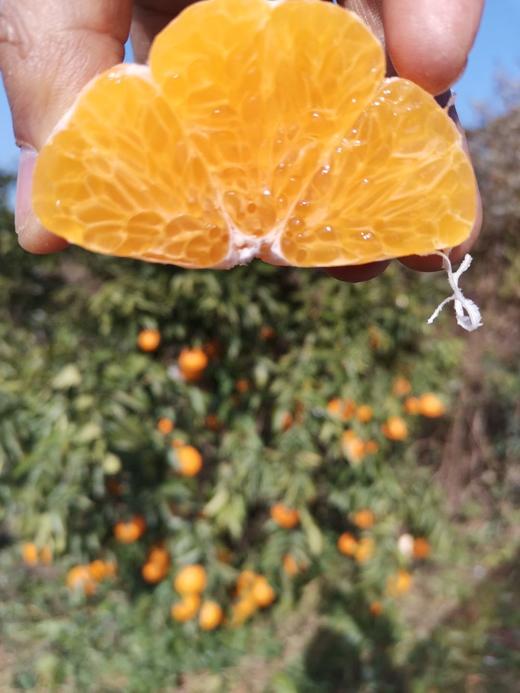 橘粹 · 两弹橙粑粑柑当季橘子水果现摘现发礼盒装包邮 商品图5