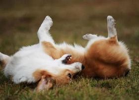 狗狗便血是什么原因