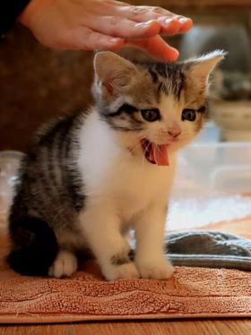 猫咪适合的生存温度