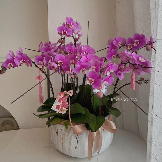 蝴蝶兰安娜 · 年宵盆栽 商品图3