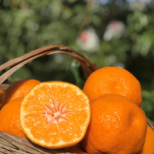 橘粹 · 两弹橙粑粑柑当季橘子水果现摘现发礼盒装包邮 商品图0