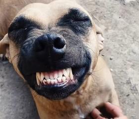 如何判断狗狗年龄