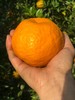 橘粹 · 两弹橙粑粑柑当季橘子水果现摘现发礼盒装包邮 商品缩略图1