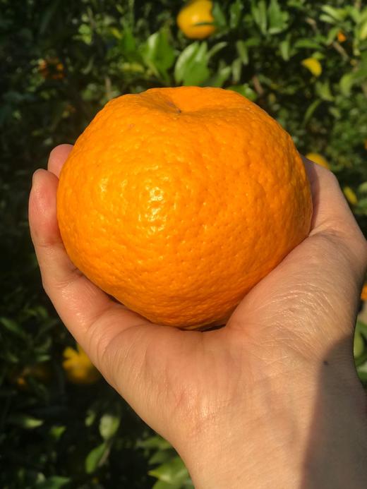 橘粹 · 两弹橙粑粑柑当季橘子水果现摘现发礼盒装包邮 商品图1