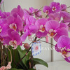 蝴蝶兰安娜 · 年宵盆栽 商品缩略图2